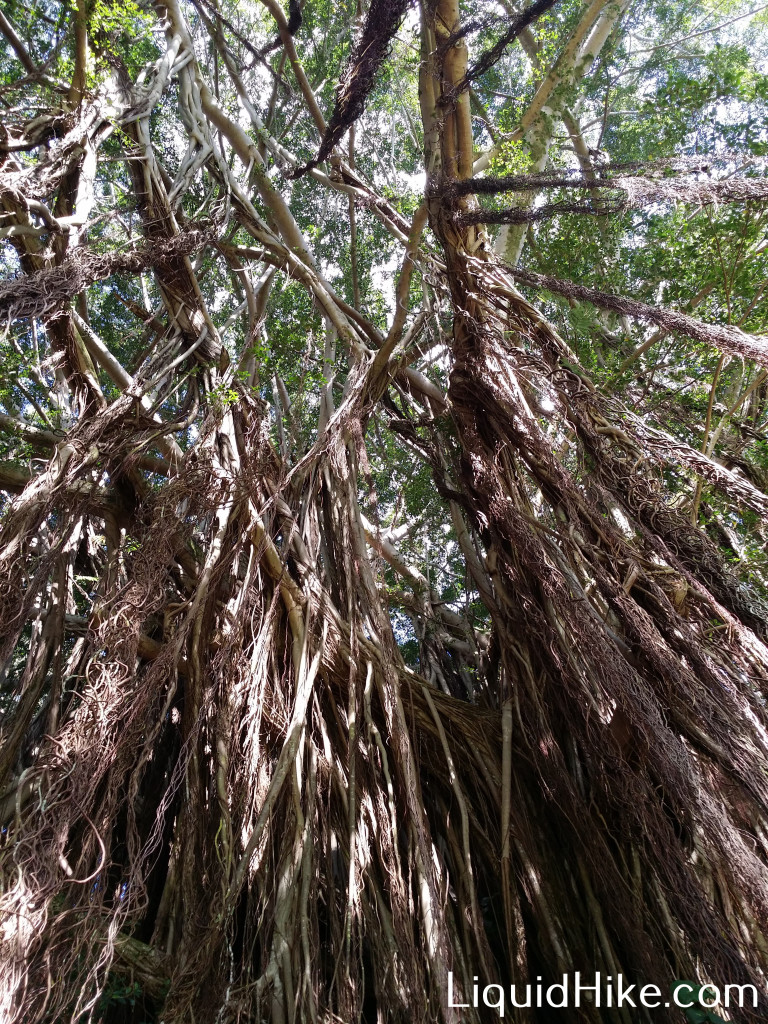 Banyan3