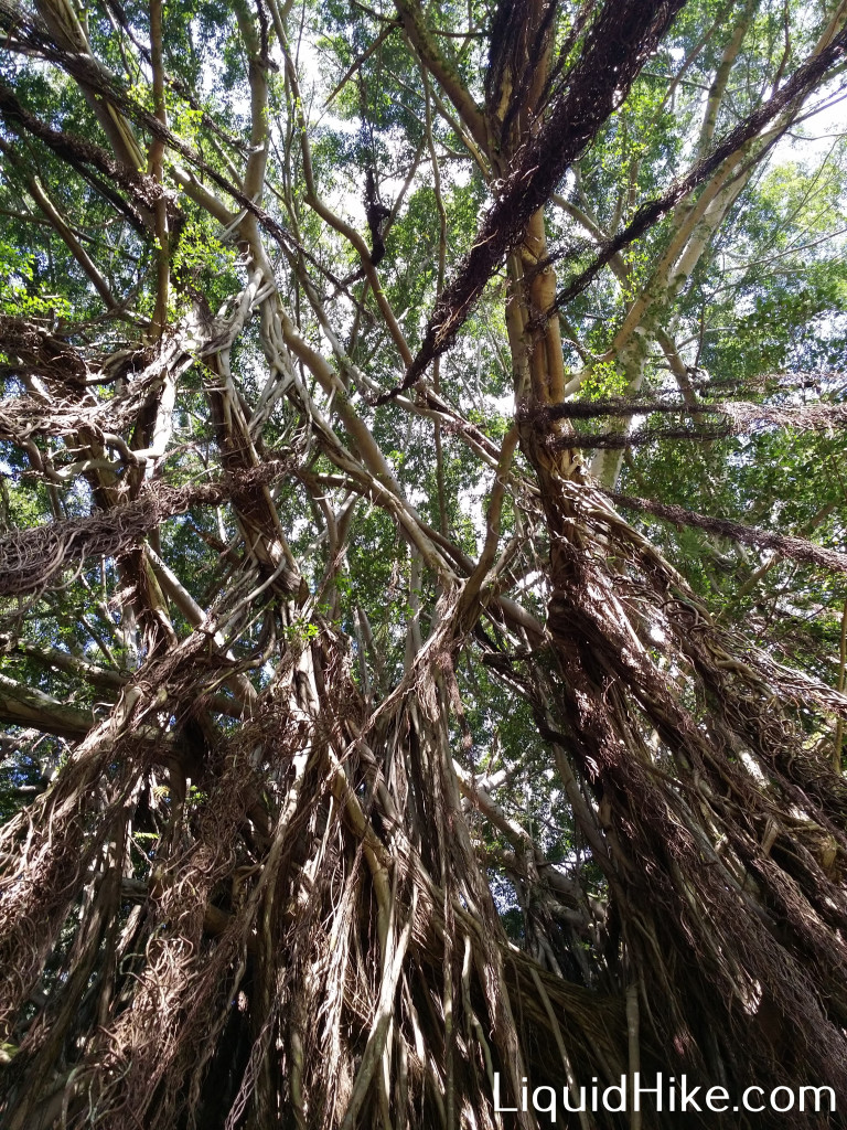 Banyan4