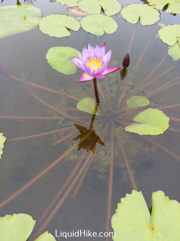 MTTWaterLilies11