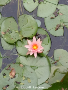 MTTWaterLilies13