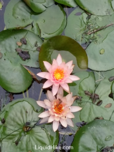 MTTWaterLilies14