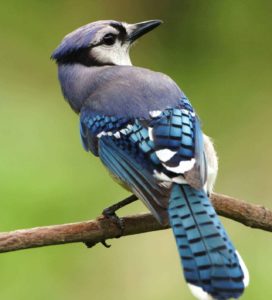 bird-blue-cristata-cyanocitta-45851
